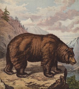 Orso bruno