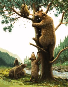 Orso bruno che si arrampica su un albero, attratto dal miele (gouache su carta)