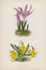 Bulbocodium Vernum; Narciso Minore da English School