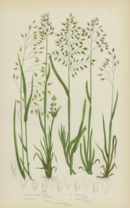 Erba dei prati bulbosa, erba dei prati alpina, erba dei prati ondulata, erba dei prati del bosco, erba dei prati annuale da English School
