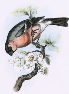 Ciuffolotto