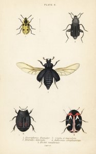 Scarabeo seppellitore, Nicrophorus humator 1, scarabei necrofagi, Necrodes littoralis 2, Dendroxena quadrimaculata 3, scarabeo dei tappeti, Anthrenus scrophulariae 4, e Hister quadrimaculatus var da English School
