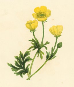 Ranuncolo, Ranunculus Bulbosus