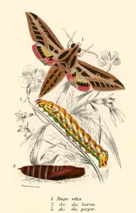 Farfalle
