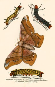 Farfalle