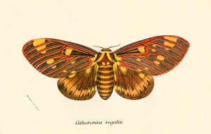 Farfalle