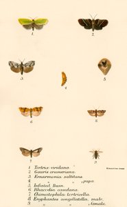 Farfalle