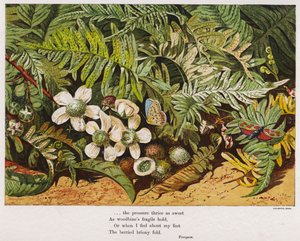Farfalle, felci e fiori da English School