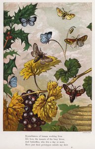 Farfalle, falene, viti e agrifoglio (incisione colorata) da English School