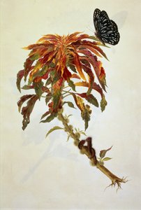 Farfalla e bruchi su una grande pianta fiorita da English School