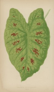 Caladium Verschaffelti