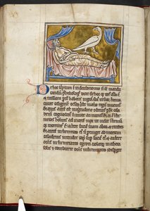 Uccello Caladrius - Bestiario, Regio MS 12 C XIX, f.47v da English School