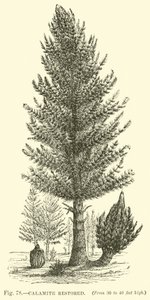 Calamite restaurato