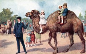 Cammello che trasporta bambini, Zoo di Londra da English School