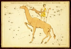 Camelopardalis, Tarandus e Custos Messium, pub. 1825 da English School