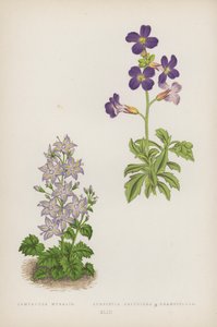 Campanula Muralis; Aubrietia Deltoidea B Grandiflora (litografia a colori) da English School