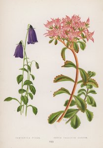 Campanula Pulla; Sedum Pallidum Roseum (litografia a colori) da English School