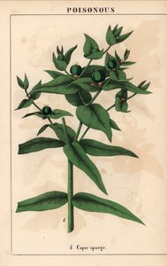 Euforbia con semi verdi, Euphorbia lathyris, da 