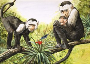 Scimmie cappuccine, illustrazione da "Il paese delle meraviglie della natura".