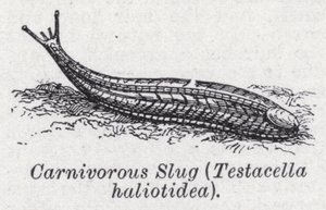Lumaca carnivora, Testacella haliotidea
