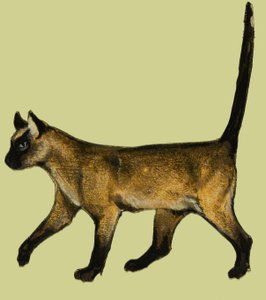 Gatto