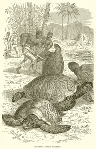 Cattura di tartarughe verdi