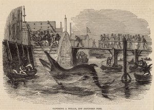 Caccia a una balena al molo di Deptford da English School