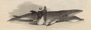 Caccia a una balena al molo di Deptford: la balena da English School