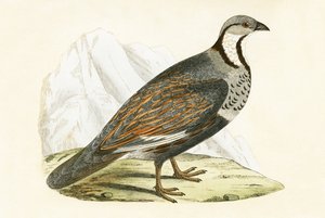 Pernice delle nevi caucasica, illustrazione da 