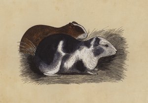 Cavia da English School
