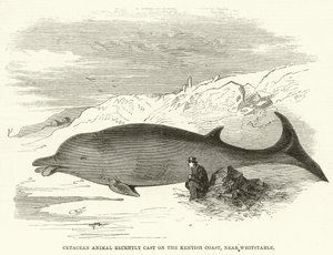 Cetaceo recentemente trovato sulla costa del Kent, vicino a Whitstable da English School