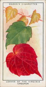 Colori mutevoli, cambiamenti stagionali, piante, foglie del rampicante della Virginia (litografia a colori)