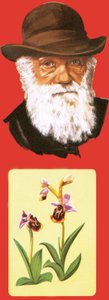 Charles Darwin da English School