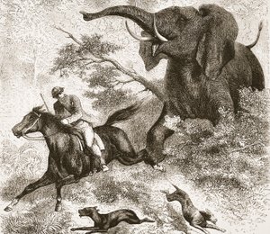 Inseguito da un elefante, illustrazione da L