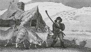 Pastori di Cheviot