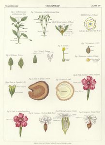 Centocchio