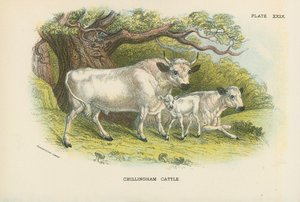 Bovini di Chillingham