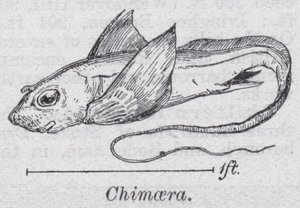 Chimera
