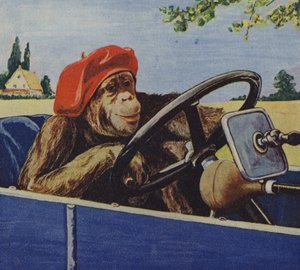 Scimpanzé che guida un