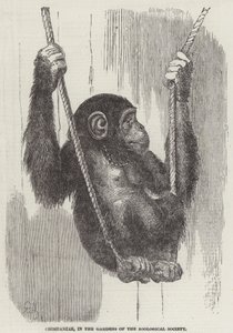 Scimpanzé, nei giardini della Zoological Society da English School
