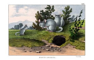 Cincillà