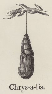 Crisalide (incisione)