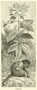 Cinchona (incisione)