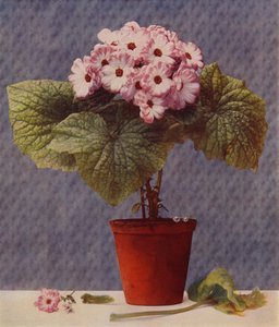 Cineraria da English School