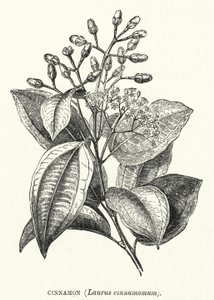 Cannella, Laurus cinnamomum da English School