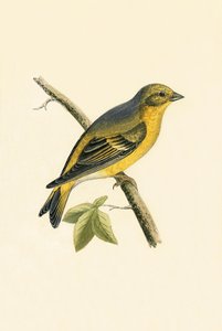 Verdone Citrino, illustrazione da 