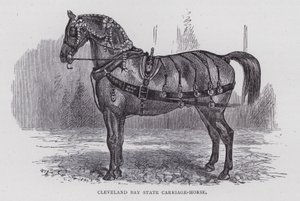 Cavallo da carrozza di stato di Cleveland Bay da English School