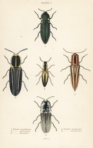 Scarabeo click: Elater faro, Pyrophorus noctilucus, Chalcolepidius porcatus, scarabeo click allineato, Agriotes lineatus, Elater suturalis, e Semiotus distinctus da English School