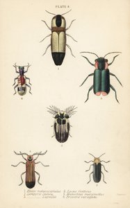 Scarabei click: Melanoxanthus melanocephalus, Luciola italica, Lampyris latreillii, Lycus festivus, scarabeo fiore dalle ali morbide, Clanoptilus marginellus, e Priocera variergata