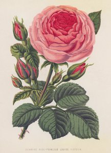 Rosa rampicante, Principessa Louise Victoria da English School